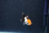 Baby Thai Oranda  Tricolor 2 Inch (ID#1022ToPTD-10) Free2Day SHIPPING