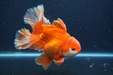 Thai Oranda  Red White 6 Inch (ID#411T7b-84)