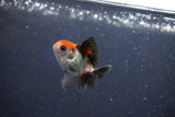 Baby Thai Oranda  Tricolor 2 Inch (ID#1022ToPTD-10) Free2Day SHIPPING