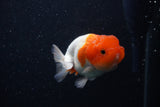 Juvenile Lionchu  Red White 3.5 Inch (ID#0103R11a-12) Free2Day SHIPPING