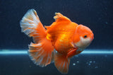 Thai Oranda  Red White 6 Inch (ID#411T7b-84)