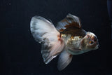 Thai Oranda  Panda 5.5 Inch (ID#1206To6b-107)