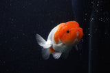 Juvenile Lionchu  Red White 3.5 Inch (ID#0103R11a-12) Free2Day SHIPPING