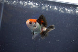 Baby Thai Oranda  Tricolor 2 Inch (ID#1022ToPTD-10) Free2Day SHIPPING