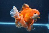 Thai Oranda  Red White 6 Inch (ID#411T7b-84)