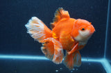 Thai Oranda  Red White 6 Inch (ID#411T7b-84)