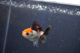 Baby Thai Oranda  Tricolor 2 Inch (ID#1022ToPTD-10) Free2Day SHIPPING