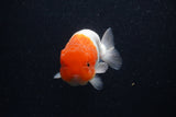 Juvenile Lionchu  Red White 3.5 Inch (ID#0103R11a-12) Free2Day SHIPPING