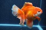 Thai Oranda  Red White 6 Inch (ID#411T7b-84)