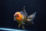 Thai Oranda  Tricolor 5.5 Inch (ID#1206To6b-108)