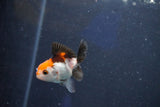 Baby Thai Oranda  Tricolor 2 Inch (ID#1022ToPTD-10) Free2Day SHIPPING