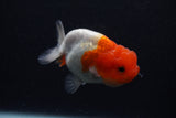 Juvenile Lionchu  Red White 3.5 Inch (ID#0103R11a-12) Free2Day SHIPPING