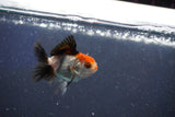 Baby Thai Oranda  Tricolor 2 Inch (ID#1022ToPTD-10) Free2Day SHIPPING