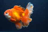 Thai Oranda  Red White 6 Inch (ID#411T7b-84)