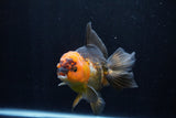 Thai Oranda  Tricolor 5.5 Inch (ID#1206To6b-108)