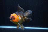 Thai Oranda  Tricolor 5.5 Inch (ID#1206To6b-108)