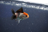 Baby Thai Oranda  Tricolor 2 Inch (ID#1022ToPTD-10) Free2Day SHIPPING