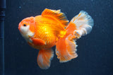 Thai Oranda  Red White 6 Inch (ID#411T7b-84)