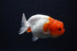 Juvenile Lionchu  Red White 3.5 Inch (ID#0103R11a-12) Free2Day SHIPPING