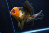 Thai Oranda  Tricolor 5.5 Inch (ID#1206To6b-108)