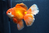 Thai Oranda  Red White 6 Inch (ID#411T7b-84)