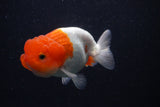 Juvenile Lionchu  Red White 3.5 Inch (ID#0103R11a-12) Free2Day SHIPPING