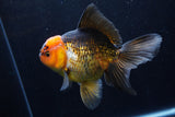 Thai Oranda  Tricolor 5.5 Inch (ID#1206To6b-108)