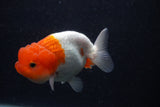 Juvenile Lionchu  Red White 3.5 Inch (ID#0103R11a-12) Free2Day SHIPPING