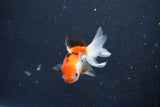 Baby Thai Oranda  Tricolor 2.5 Inch (ID#1022ToPTD-11) Free2Day SHIPPING