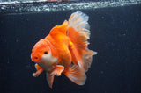 Thai Oranda  Red White 6 Inch (ID#411T7b-84)