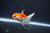 Baby Thai Oranda  Tricolor 2.5 Inch (ID#1022ToPTD-11) Free2Day SHIPPING