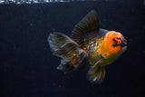 Thai Oranda  Tricolor 5.5 Inch (ID#1206To6b-108)