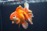 Thai Oranda  Red White 6 Inch (ID#411T7b-84)