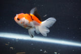 Baby Thai Oranda  Tricolor 2.5 Inch (ID#1022ToPTD-11) Free2Day SHIPPING