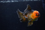 Thai Oranda  Tricolor 5.5 Inch (ID#1206To6b-108)