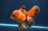 Thai Oranda Red Black 6 Inch (ID#411T7b-85)