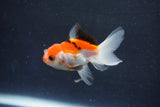 Baby Thai Oranda  Tricolor 2.5 Inch (ID#1022ToPTD-11) Free2Day SHIPPING