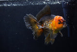 Thai Oranda  Tricolor 5.5 Inch (ID#1206To6b-108)