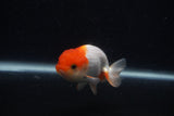 Juvenile Lionchu  Red White 3.5 Inch (ID#0103R11a-13) Free2Day SHIPPING