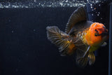 Thai Oranda  Tricolor 5.5 Inch (ID#1206To6b-108)