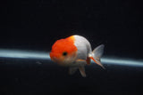 Juvenile Lionchu  Red White 3.5 Inch (ID#0103R11a-13) Free2Day SHIPPING