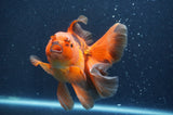 Thai Oranda Red Black 6 Inch (ID#411T7b-85)