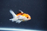 Baby Thai Oranda  Tricolor 2.5 Inch (ID#1022ToPTD-11) Free2Day SHIPPING