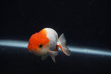 Juvenile Lionchu  Red White 3.5 Inch (ID#0103R11a-13) Free2Day SHIPPING