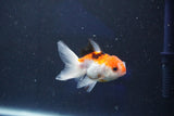 Baby Thai Oranda  Tricolor 2.5 Inch (ID#1022ToPTD-11) Free2Day SHIPPING