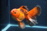 Thai Oranda Red Black 6 Inch (ID#411T7b-85)