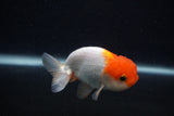 Juvenile Lionchu  Red White 3.5 Inch (ID#0103R11a-13) Free2Day SHIPPING