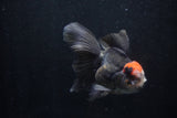 Thai Oranda  Tricolor 5 Inch (ID#1206To6b-109)