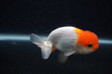 Juvenile Lionchu  Red White 3.5 Inch (ID#0103R11a-13) Free2Day SHIPPING