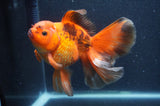 Thai Oranda Red Black 6 Inch (ID#411T7b-85)